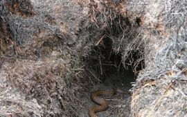 Harm Hofman Deze adder overleefde de heidebrand door in een konijnenhol te kruipen