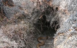 Deze adder overleefde de heidebrand door in een konijnenhol te kruipen