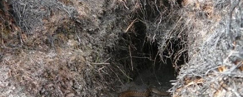 Deze adder overleefde de heidebrand door in een konijnenhol te kruipen