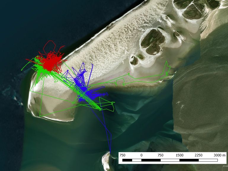 De bewegingen van drie territoriale scholeksters (rood, groen en blauw) op de westpunt van Vlieland (1 tot en met 31 juli 2017) 