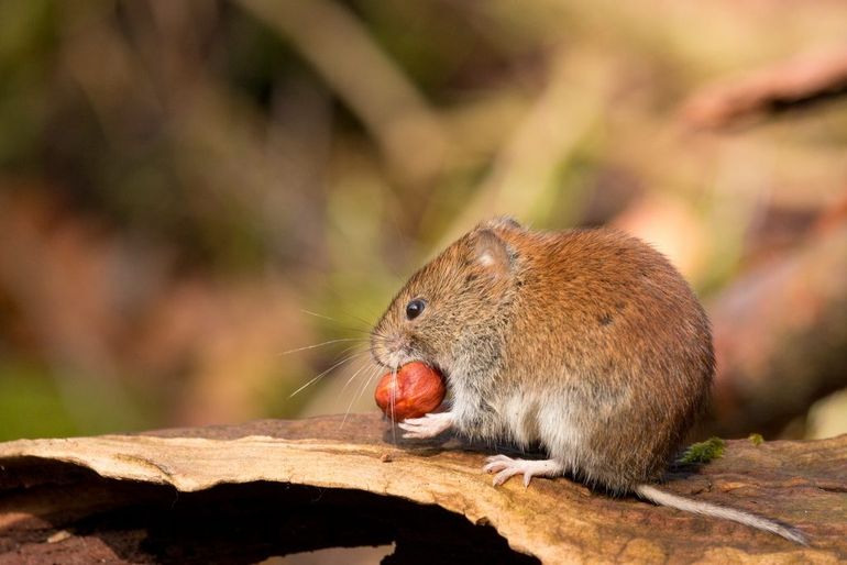 Rosse woelmuis met hazelnoot