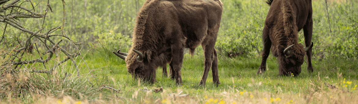 wisent