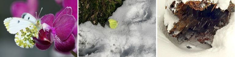 'Foutjes': oranjetipje binnenshuis en citroenvlinder en dagpauwoog in de sneeuw