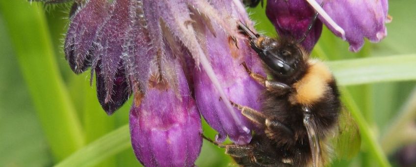 Werkster Weidhommel breekt in in een bloem van Smeerwortel