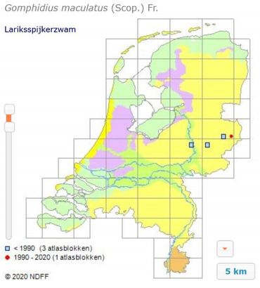 Verspreidingsgebied van de Lariksspijkerzwam