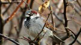 Huismus (Passer domesticus) - leadfoto bij bericht Vogelbescherming