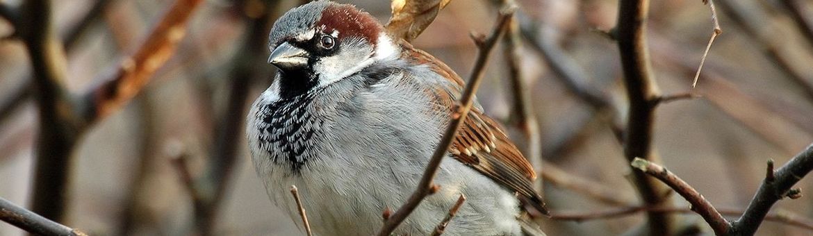 Huismus (Passer domesticus) - leadfoto bij bericht Vogelbescherming