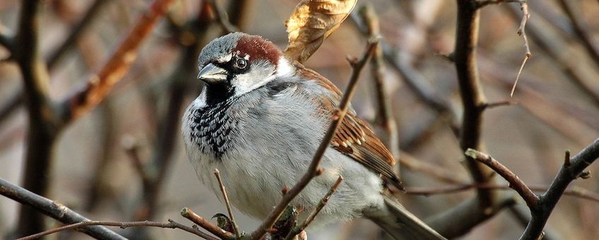 Huismus (Passer domesticus) - leadfoto bij bericht Vogelbescherming