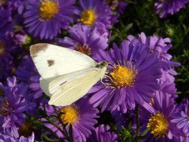 Mannetjes hebben dezelfde kenmerken, maar minder uitgesproken en zijn daarom wat lastiger te herkennen