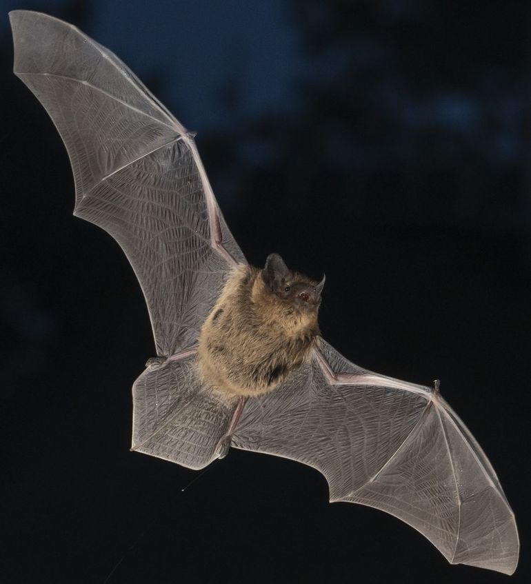Gewone dwergvleermuis