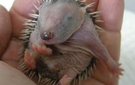 Stichting Vogelklas Karel Schot Egelbaby