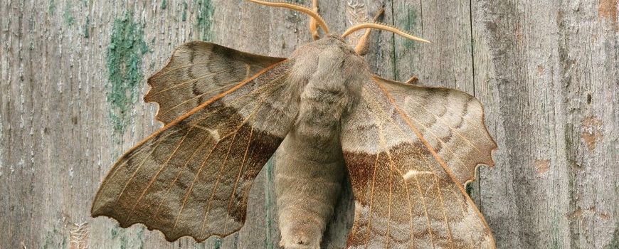 Mysterious Pintail Moths and Summer Sightings of Deer