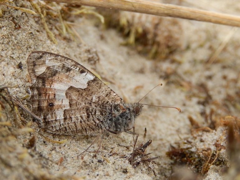 De voorheen algemene heivlinder gaat in Nederland hard achteruit. Het zeldzame broertje, de kleine heivlinder, is zo goed als verdwenen