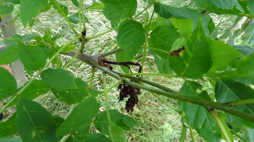 Essentaksterfte es Fraxinus excelsior blad