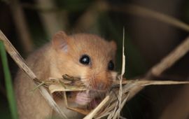 Hazelmuis met nestmateriaal