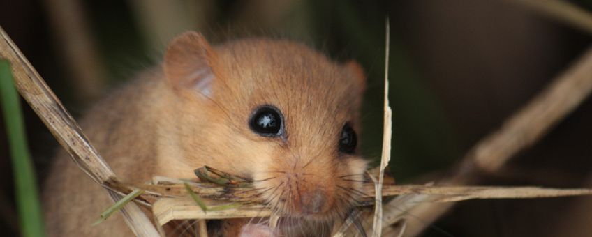 Hazelmuis met nestmateriaal