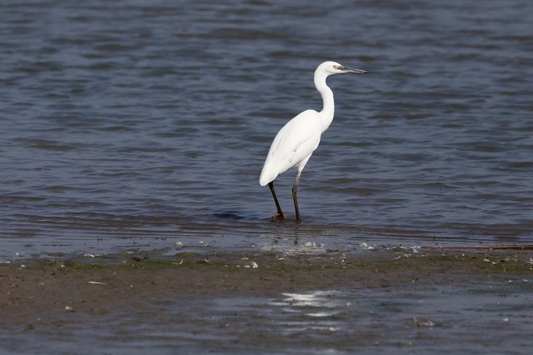 Het zwaartepunt van het winterareaal van kleine zilverreigers verschuift noordwaarts