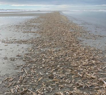 De Amerikaanse zwaardschede is op onze stranden dusdanig massaal dat je wel erg slechte ogen moet hebben om ze niet te zien