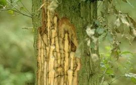 Larven van de eikenprachtkever maken lange slingerende gangen onder de schors waardoor de boom doodgaat