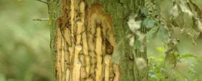 Larven van de eikenprachtkever maken lange slingerende gangen onder de schors waardoor de boom doodgaat