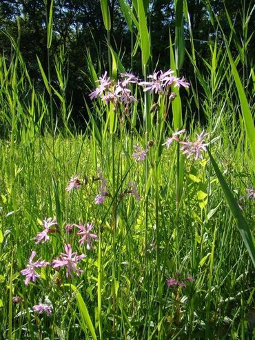 Echte koekoeksbloem in het veenmoeras van Hortus Nijmegen