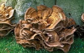 J.A.Stalpers Reuzenzwam
Meripulus giganteus
J.A.Stalpers