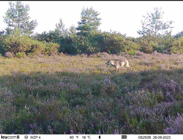 Wolf vastgelegd op wildcamera