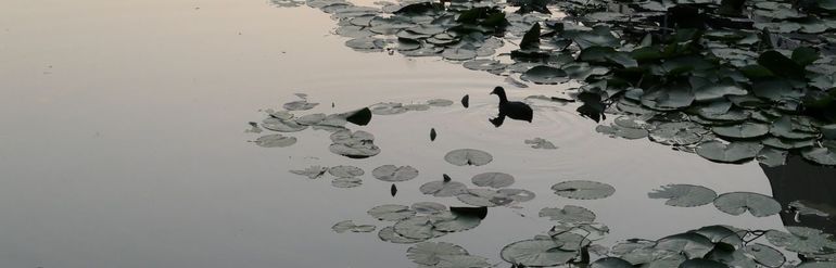 Meerkoet en waterlelies in een stadsgracht - dus niet het waterhoentje uit dit artikel.