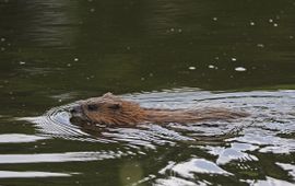 Ab H. Baas Muskusrat Saxifraga
