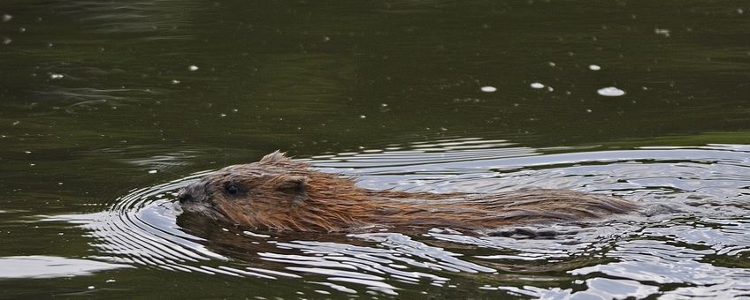 Muskusrat Saxifraga