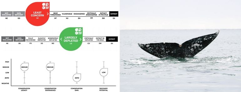 Green List grijze walvis