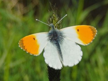 Het oranjetipje was veel te zien de afgelopen weken