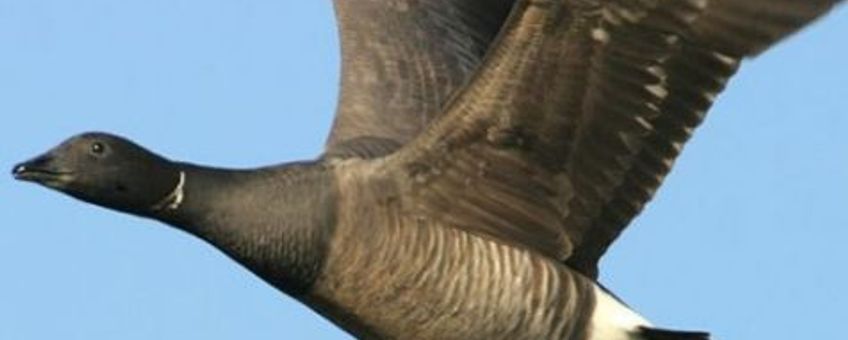 Gewone rotgans in vlucht; vierkant; Creative Commons-licentie Naamsvermelding-Gelijk delen 2.5; De gebruiker dient bij het werk de door de maker of de licentiegever aangegeven naam te vermelden (maar niet zodanig dat de indruk gewekt wordt dat zij daarmee instemmen met uw werk of uw gebruik van het werk).