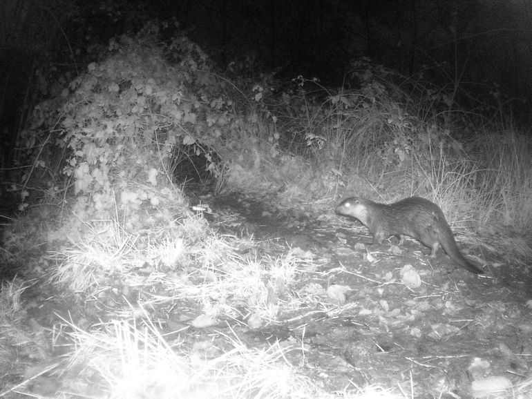 Otter on the wildlife camera in South Limburg
