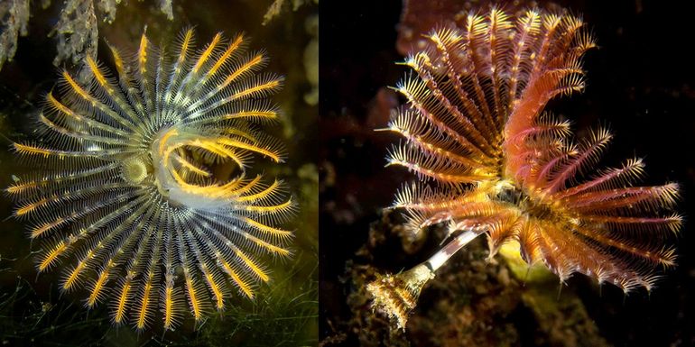 De tentakelkransen van kalkkokerwormen zijn vaak het eerste dat waarnemers onder water zien. Dan is het nog zoeken naar het operculum, om te weten te komen welke soort het is. Dit zijn twee kleurvariaties van de Kroontjesworm