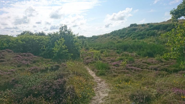 Heide hoort niet alleen paars te zijn