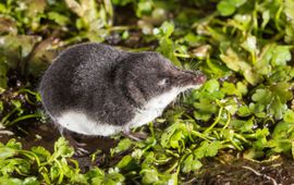 Wesley Overman Waterspitsmuis