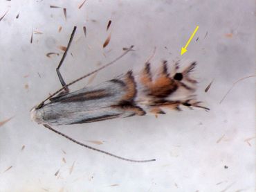 Vrouwtje amandelwilgenslakkenspoormot (Phyllocnistis triandricola)