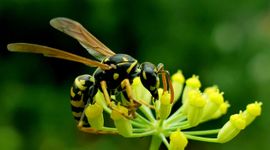Franse veldwesp (Polistes dominula) op Pastinaak (Pastinaca sativa)