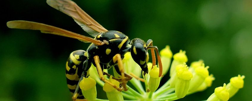 Franse veldwesp (Polistes dominula) op Pastinaak (Pastinaca sativa)