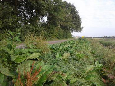 Verruigde berm met Ridderzuring. Bloemrijke en voor insecten interessante kruiden krijgen hier geen kans.