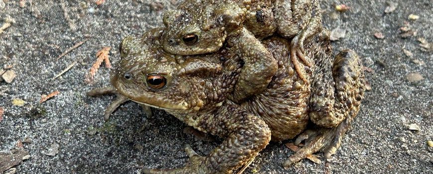 Natuurjournaal 20 maart 2026