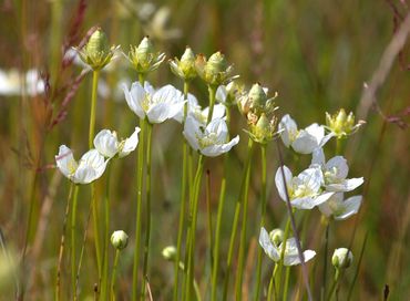 Parnassia