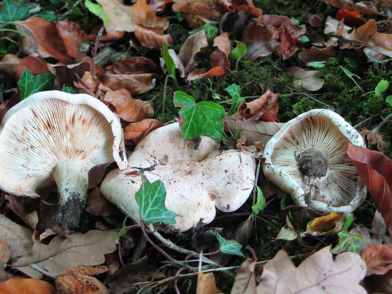 Bleke melkzwam (Lactarius pallidus, RL:Bedreigd)