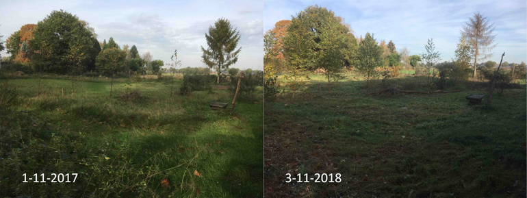 Ruig grasveld aan de Prinsenbosch in Langereit