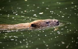 Bever VOOR EENMALIG GEBRUIK