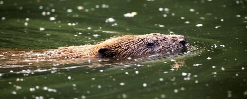 Bever VOOR EENMALIG GEBRUIK