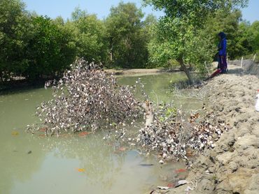 Mangrovebomen die zijn gekapt om plaats te maken voor aquacultuur
