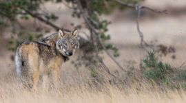 Wolf op de Veluwe