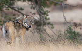 Wolf op de Veluwe